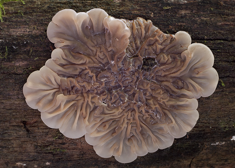 Auricularia mesenterica